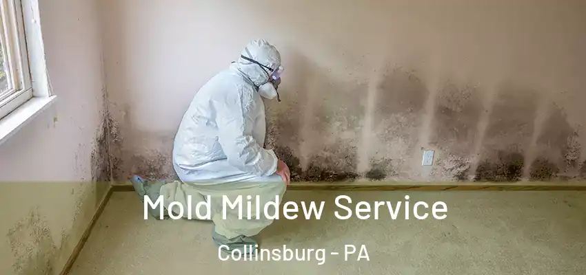  Mold Mildew Service Collinsburg - PA