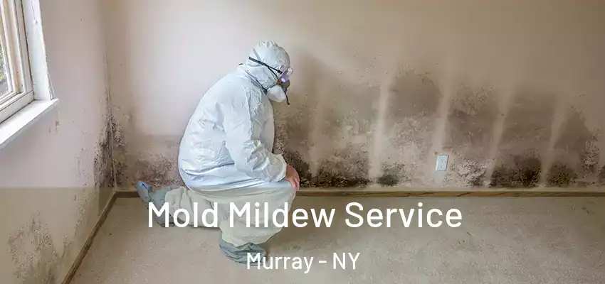  Mold Mildew Service Murray - NY