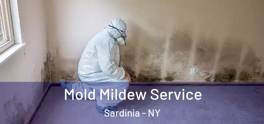  Mold Mildew Service Sardinia - NY