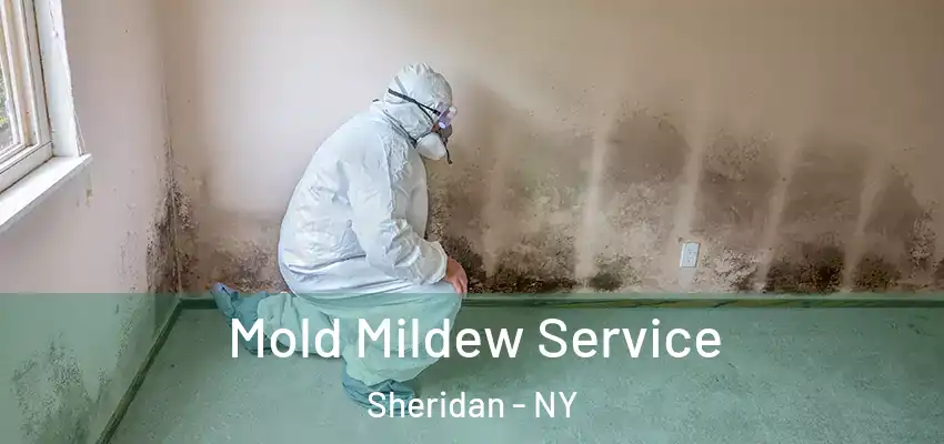  Mold Mildew Service Sheridan - NY