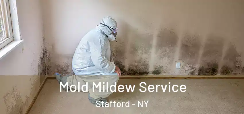  Mold Mildew Service Stafford - NY