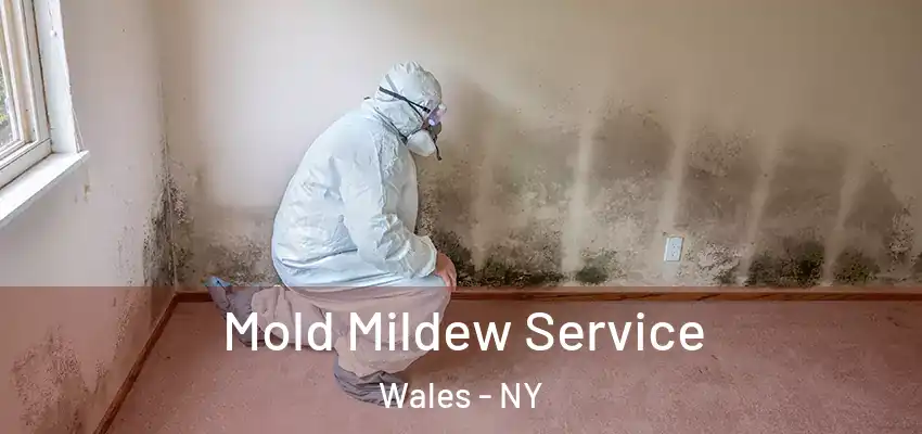  Mold Mildew Service Wales - NY