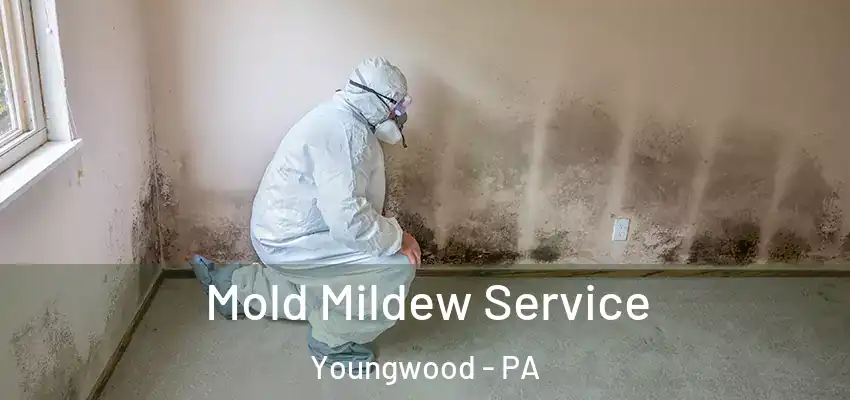  Mold Mildew Service Youngwood - PA