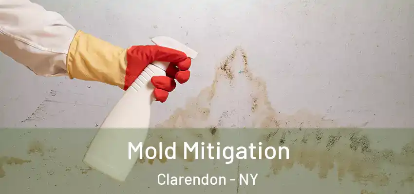  Mold Mitigation Clarendon - NY