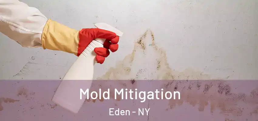  Mold Mitigation Eden - NY