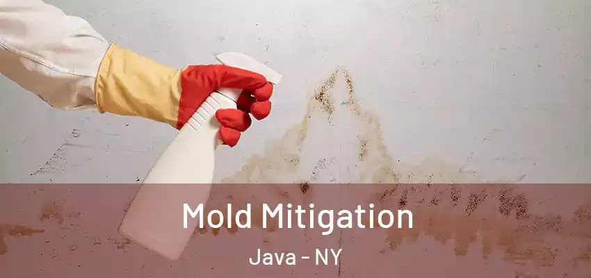  Mold Mitigation Java - NY