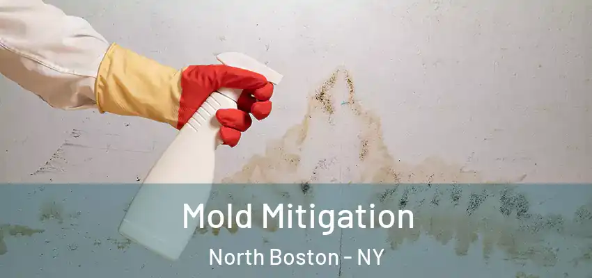  Mold Mitigation North Boston - NY