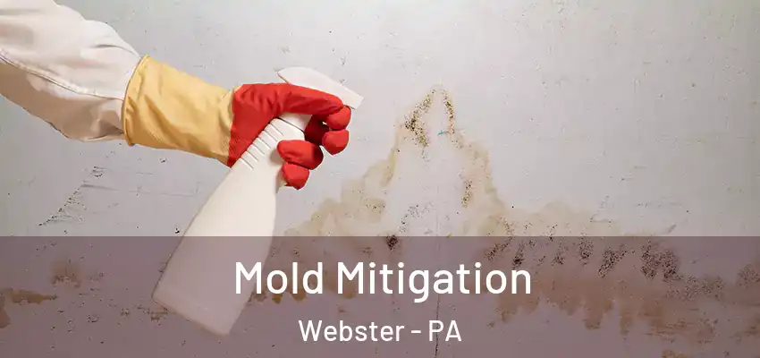  Mold Mitigation Webster - PA