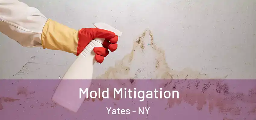  Mold Mitigation Yates - NY