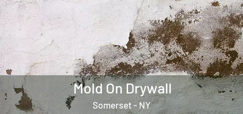  Mold On Drywall Somerset - NY