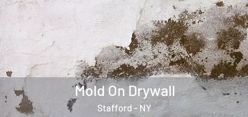  Mold On Drywall Stafford - NY
