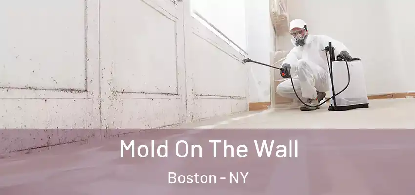  Mold On The Wall Boston - NY