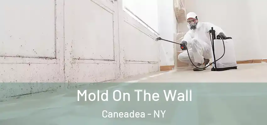  Mold On The Wall Caneadea - NY
