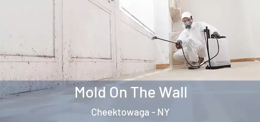  Mold On The Wall Cheektowaga - NY
