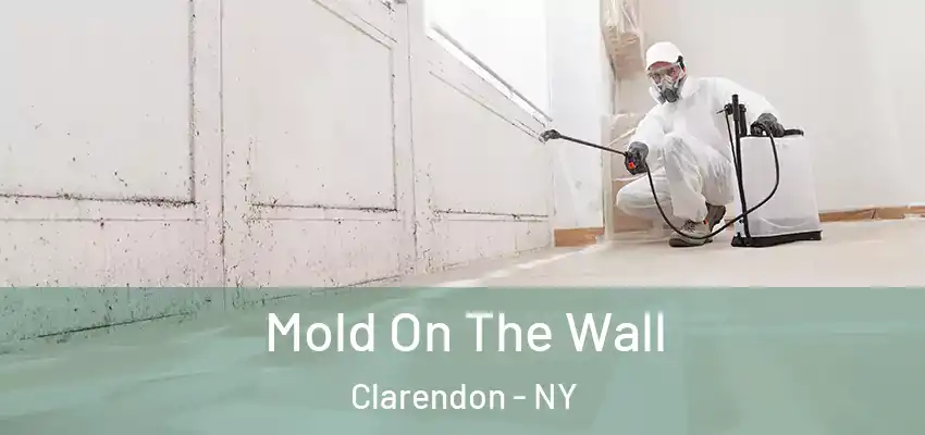  Mold On The Wall Clarendon - NY
