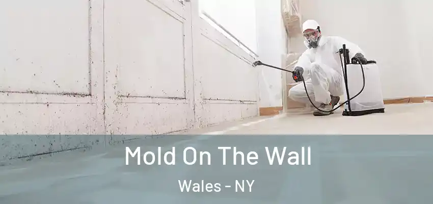  Mold On The Wall Wales - NY