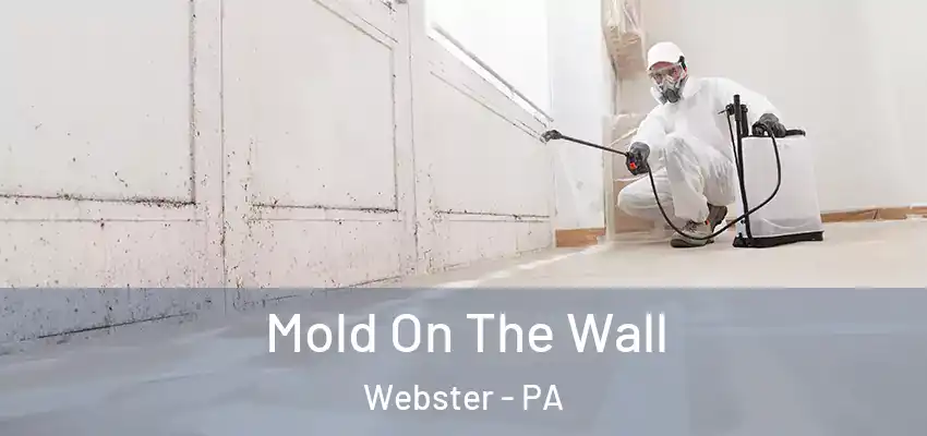  Mold On The Wall Webster - PA