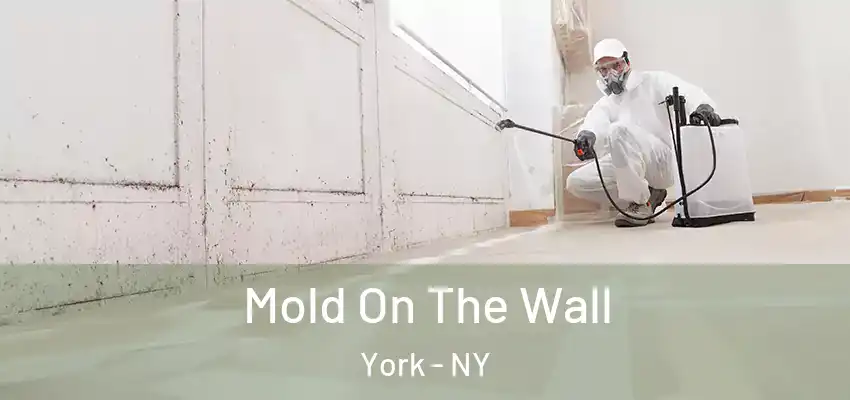 Mold On The Wall York - NY