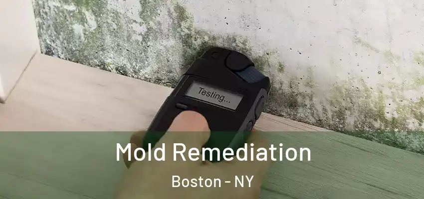  Mold Remediation Boston - NY