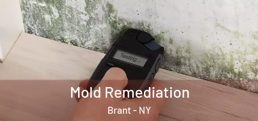  Mold Remediation Brant - NY