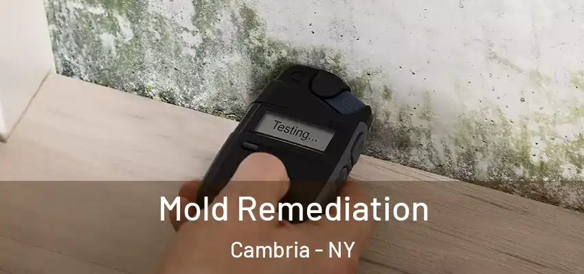  Mold Remediation Cambria - NY