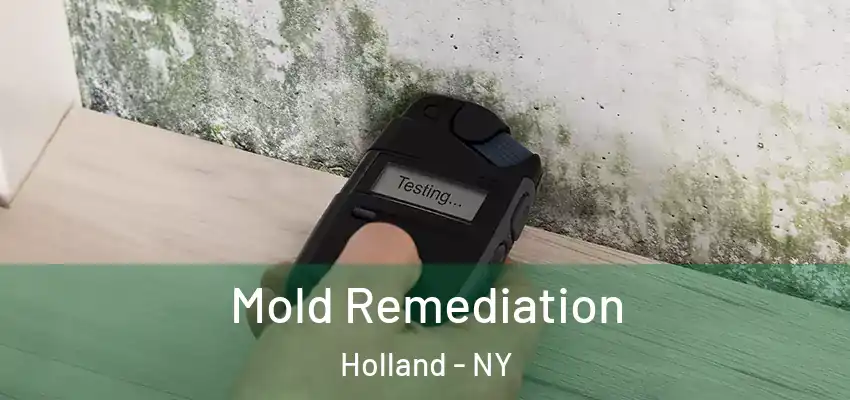  Mold Remediation Holland - NY