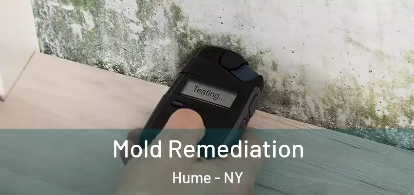  Mold Remediation Hume - NY