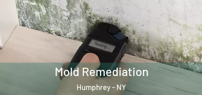  Mold Remediation Humphrey - NY