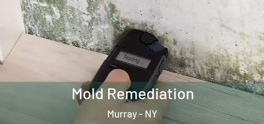  Mold Remediation Murray - NY