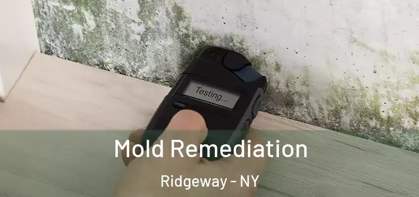  Mold Remediation Ridgeway - NY