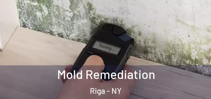  Mold Remediation Riga - NY