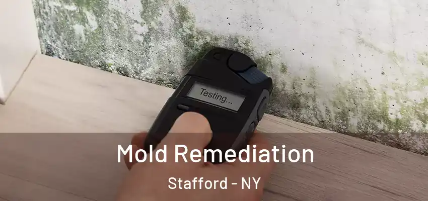  Mold Remediation Stafford - NY