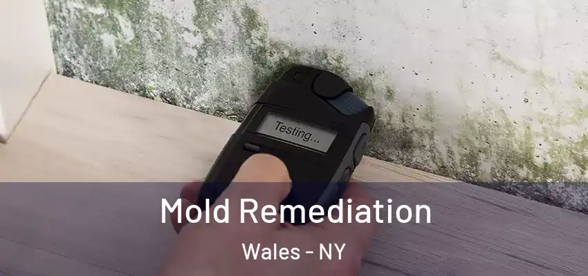  Mold Remediation Wales - NY