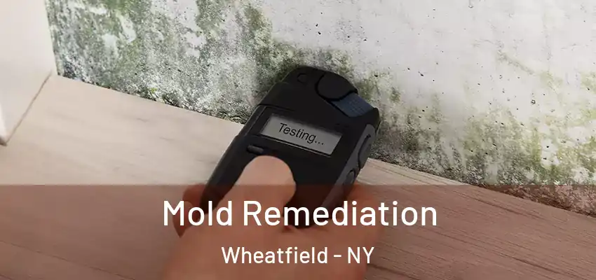  Mold Remediation Wheatfield - NY