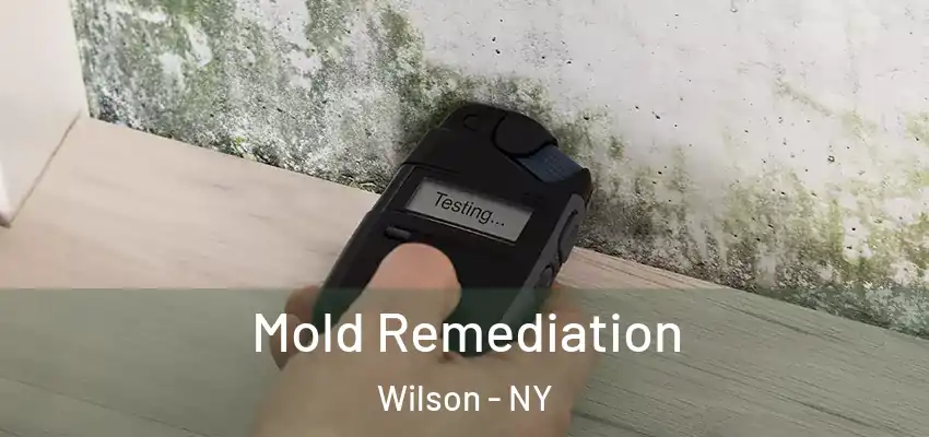  Mold Remediation Wilson - NY
