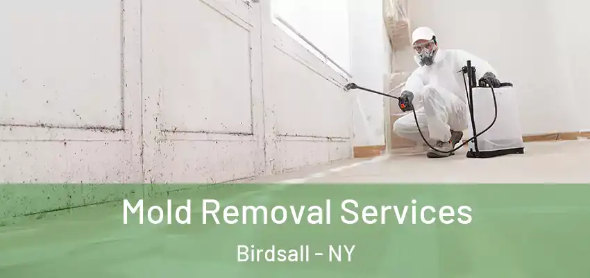  Mold Removal Services Birdsall - NY