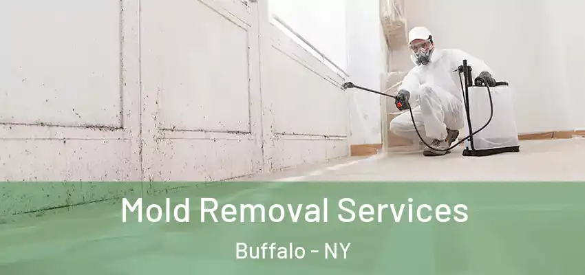  Mold Removal Services Buffalo - NY