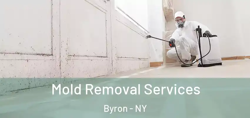  Mold Removal Services Byron - NY