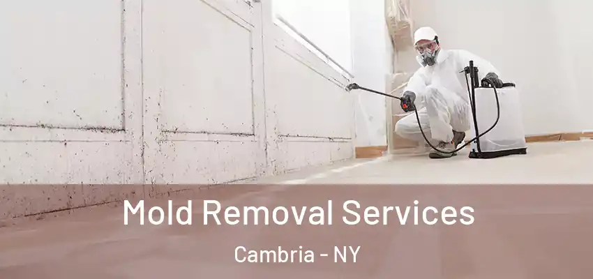 Mold Removal Services Cambria - NY