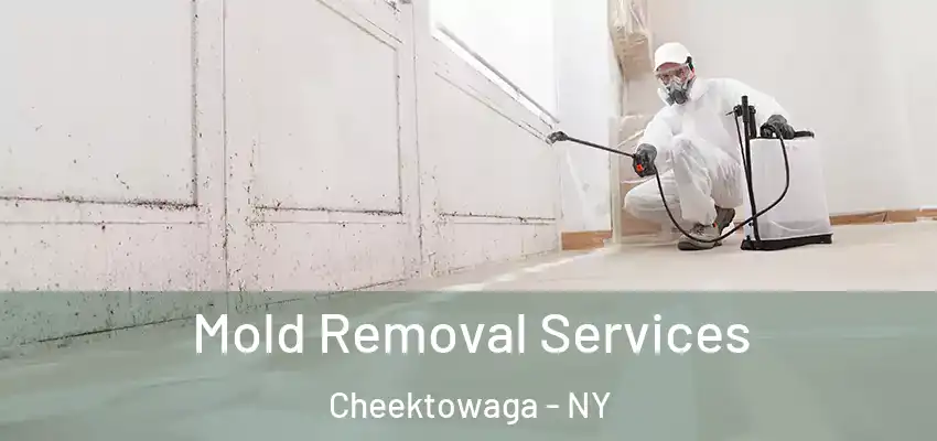  Mold Removal Services Cheektowaga - NY