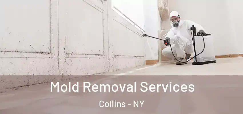  Mold Removal Services Collins - NY