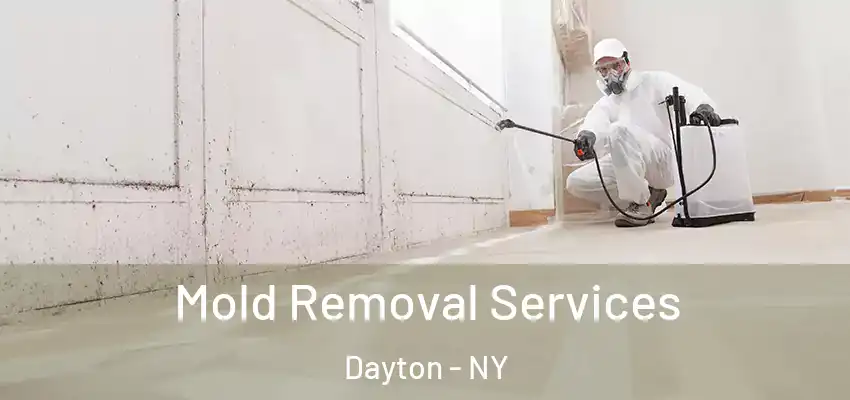  Mold Removal Services Dayton - NY