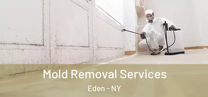  Mold Removal Services Eden - NY