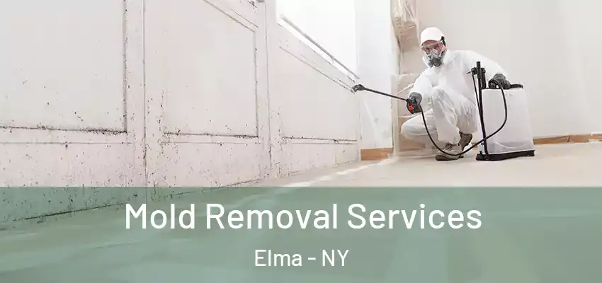  Mold Removal Services Elma - NY