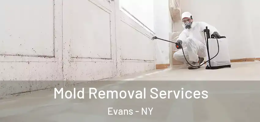  Mold Removal Services Evans - NY