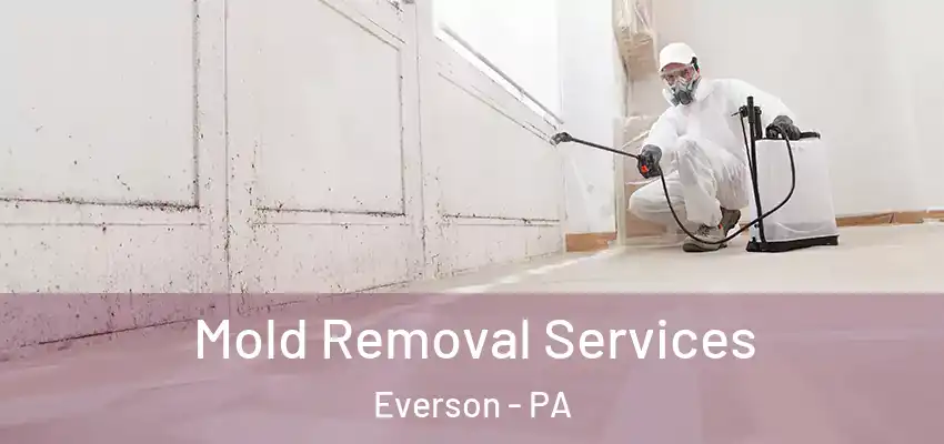  Mold Removal Services Everson - PA