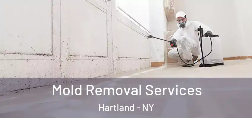  Mold Removal Services Hartland - NY