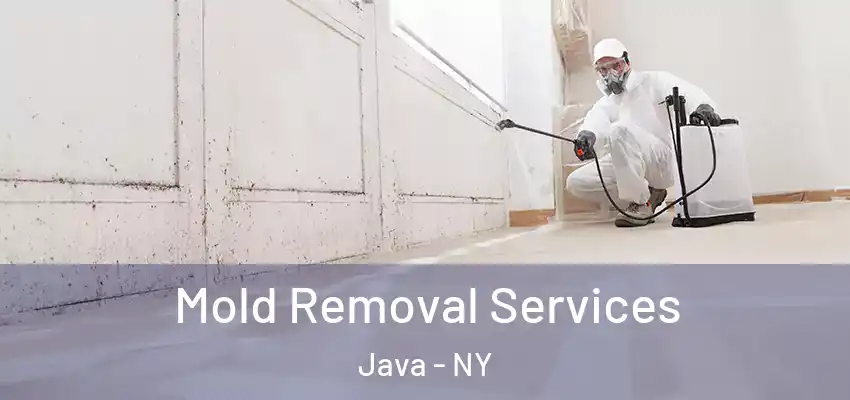  Mold Removal Services Java - NY