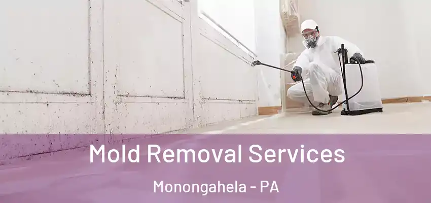 Mold Removal Services Monongahela - PA