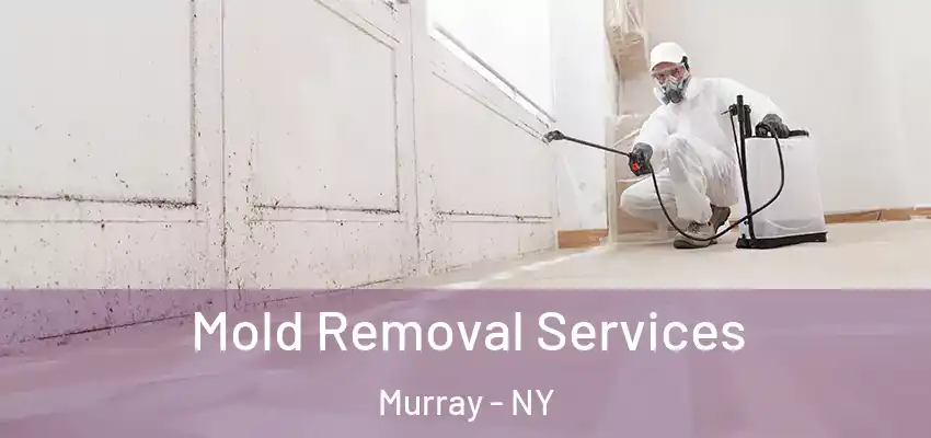  Mold Removal Services Murray - NY